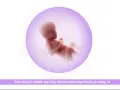 Gravid vecka 30: fostret växer och utvecklas, händerna är färdigbildade med naglar som växer.