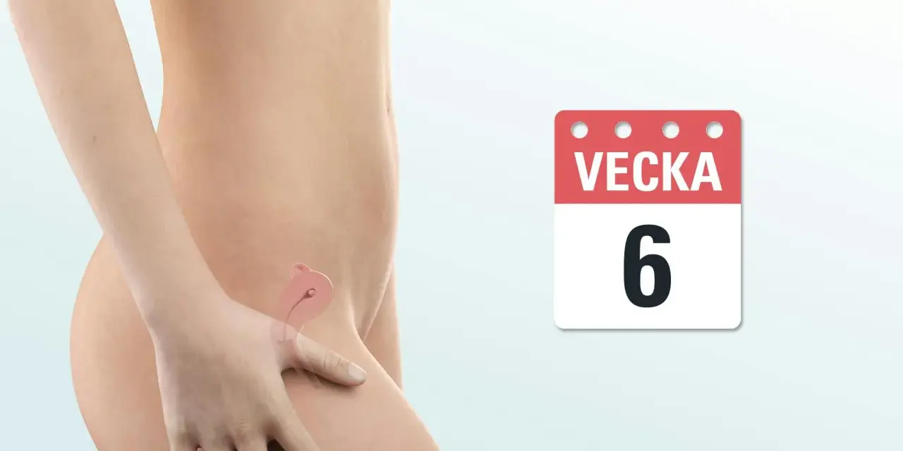 En gravid mage visar en illustration av en livmoder med en liten embryo, markerad som vecka 6.