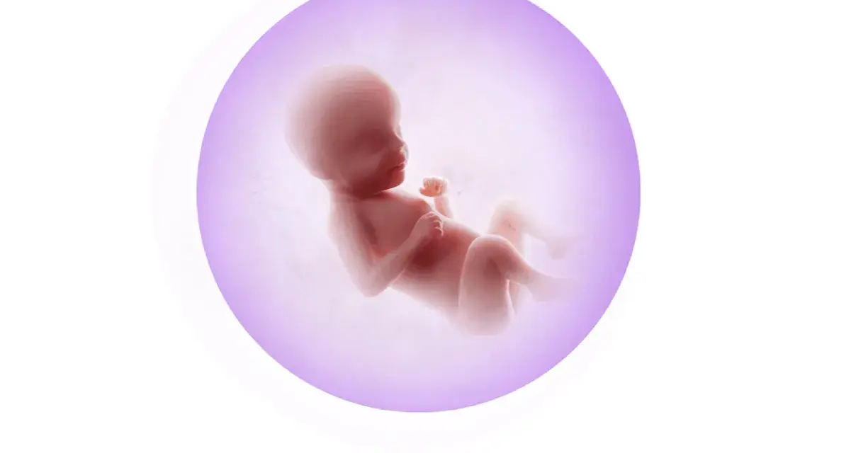 Gravid vecka 30: fostret växer och utvecklas, händerna är färdigbildade med naglar som växer.