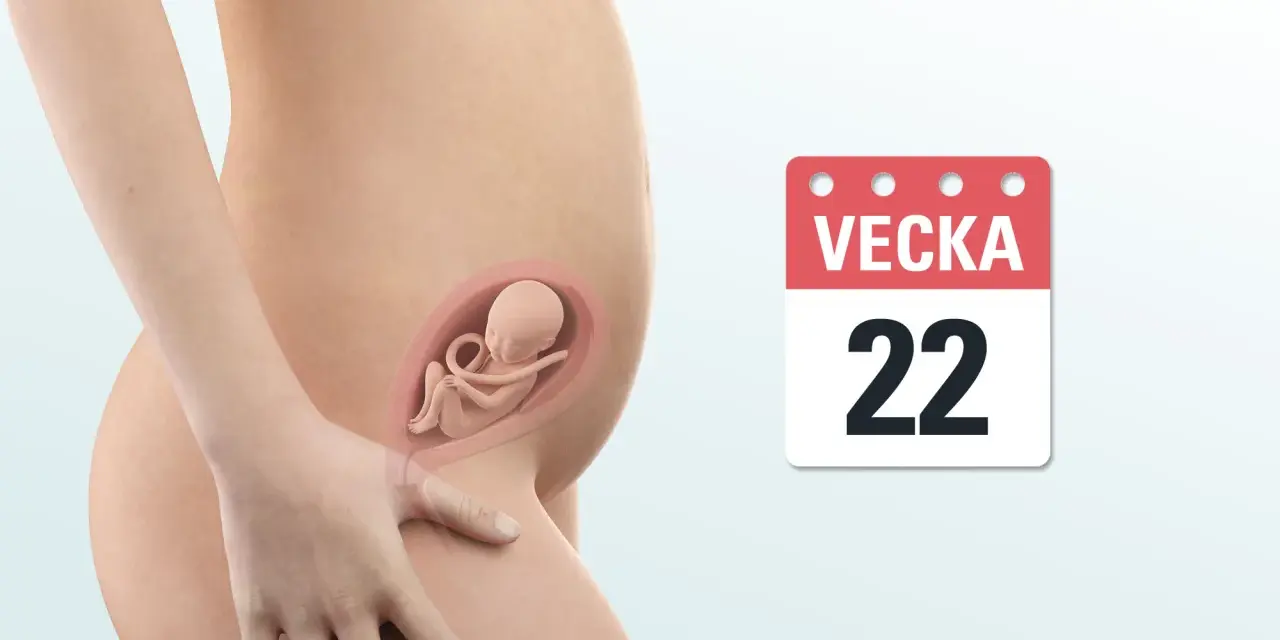 Gravid vecka 22. En illustration visar en gravid mage med ett foster inuti. En kalender visar "Vecka 22".