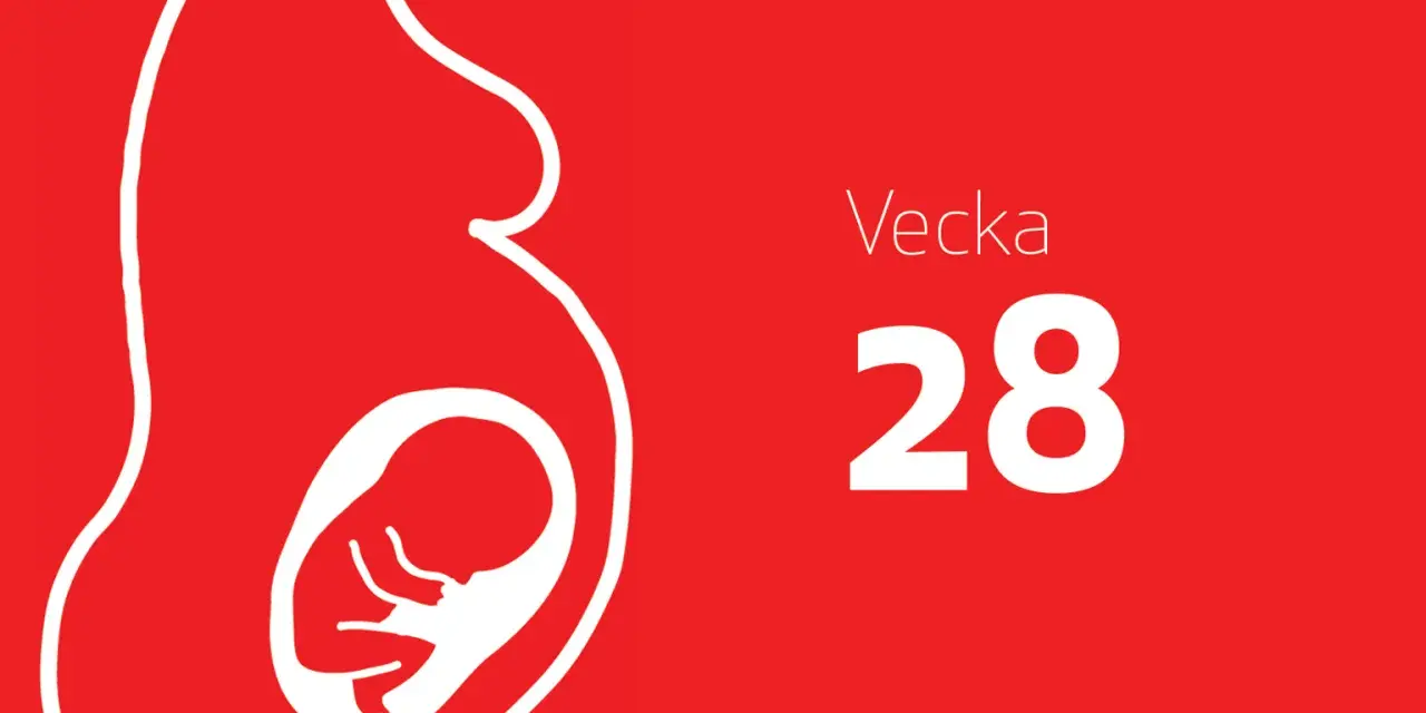 Gravidmage med foster i vecka 28. Tredje trimestern närmar sig sitt slut.