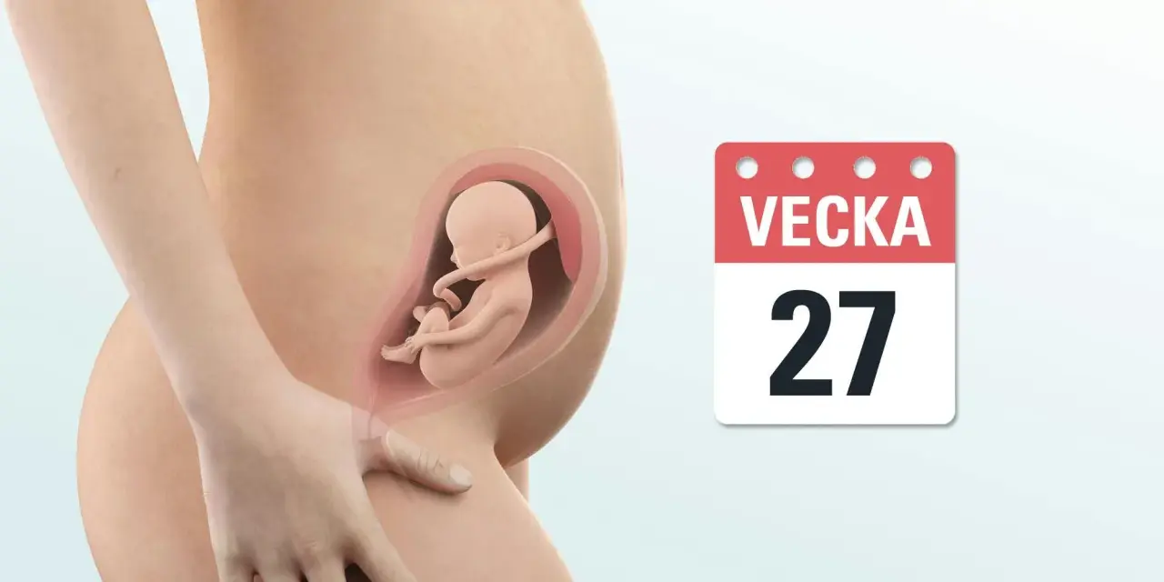 Gravid vecka 27: en illustration visar ett foster i livmodern bredvid en kalender som visar "Vecka 27".