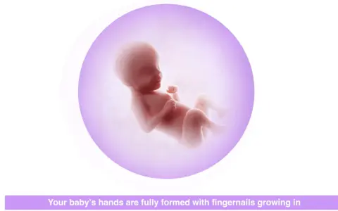 Gravid vecka 30: fostret växer och utvecklas, händerna är färdigbildade med naglar som växer.