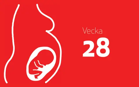 Gravidmage med foster i vecka 28. Tredje trimestern närmar sig sitt slut.