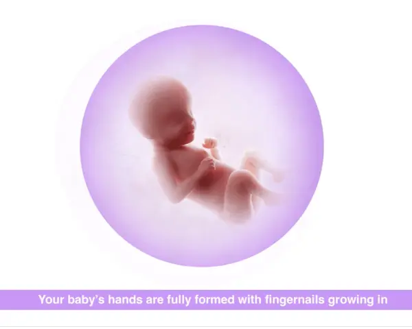 Gravid vecka 30: fostret växer och utvecklas, händerna är färdigbildade med naglar som växer.