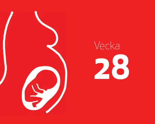 Gravidmage med foster i vecka 28. Tredje trimestern närmar sig sitt slut.