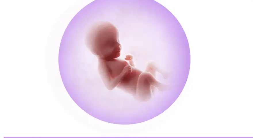 Gravid vecka 30: fostret växer och utvecklas, händerna är färdigbildade med naglar som växer.