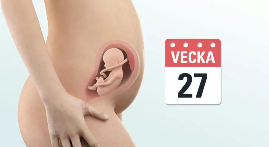 Gravid vecka 27: en illustration visar ett foster i livmodern bredvid en kalender som visar "Vecka 27".