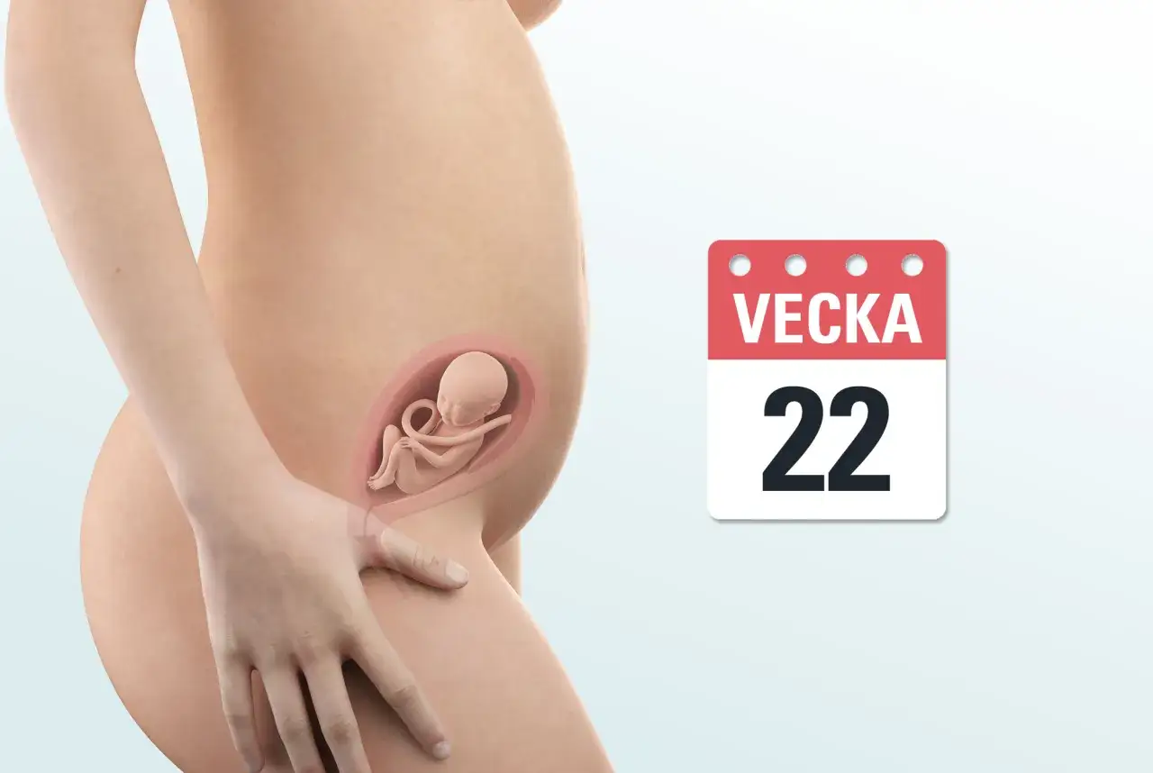 Gravid vecka 22. En illustration visar en gravid mage med ett foster inuti. En kalender visar