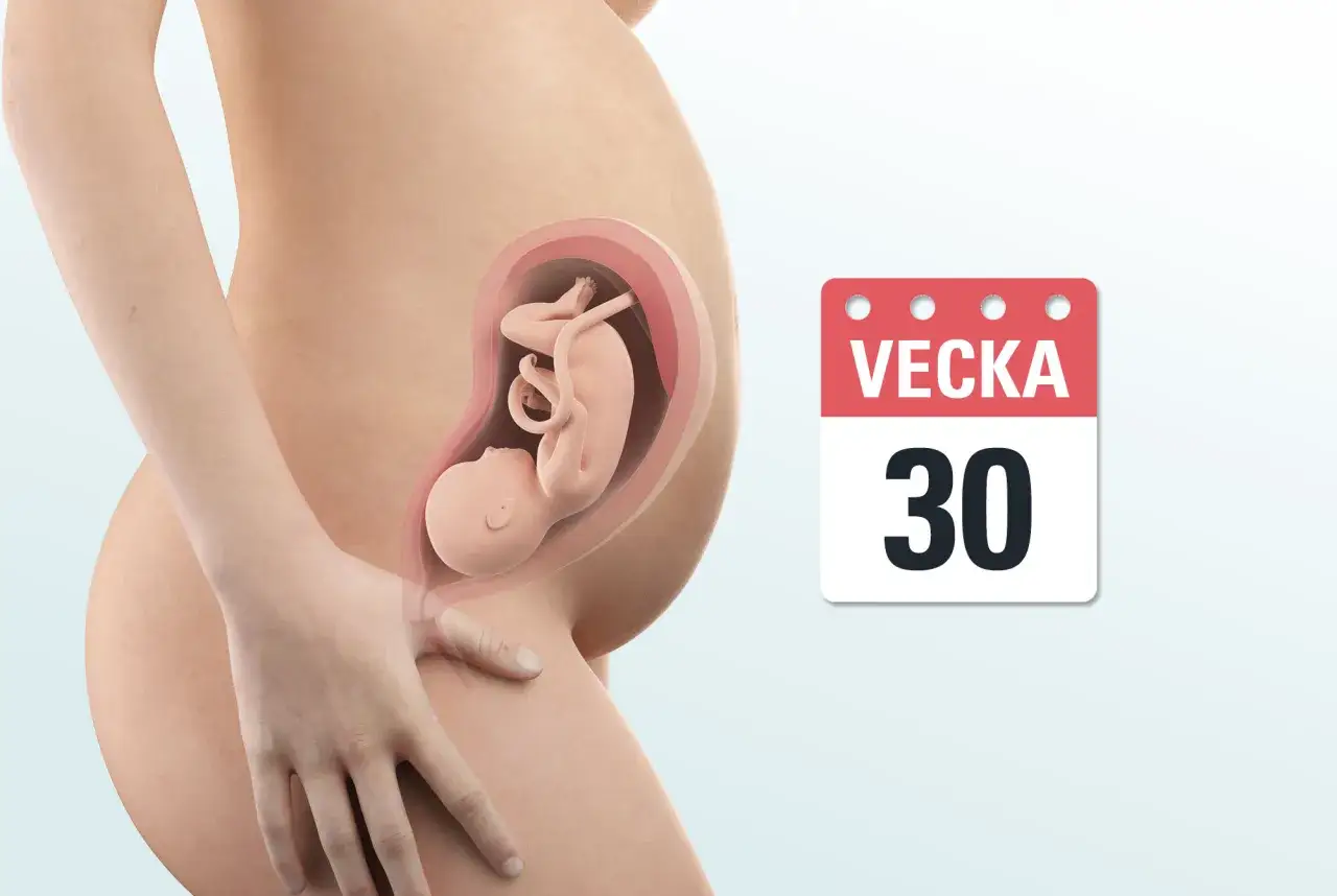 Gravid vecka 30. En illustration visar ett foster i livmodern, med en kalender som visar siffran 30.