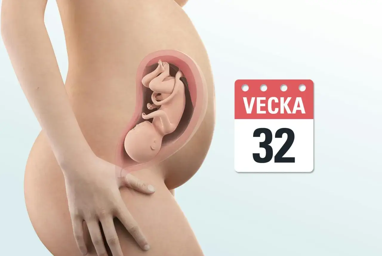 Gravid vecka 32: en illustration av en gravid mage med foster och en kalender som visar vecka 32. Familjeliv n&auml;rmar sig.