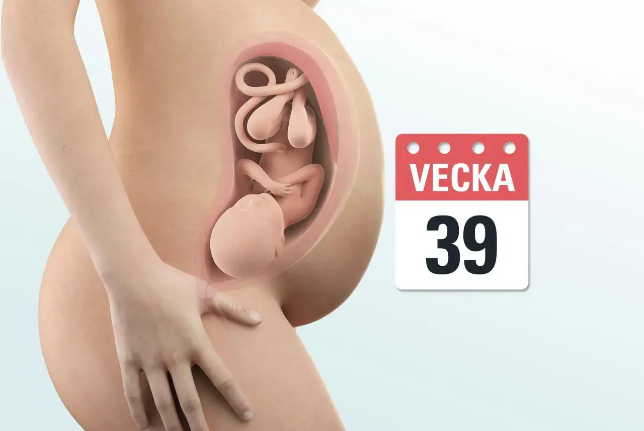 Gravid v 39. En bebis ligger i livmodern, redo att födas. Kalendern visar vecka 39.