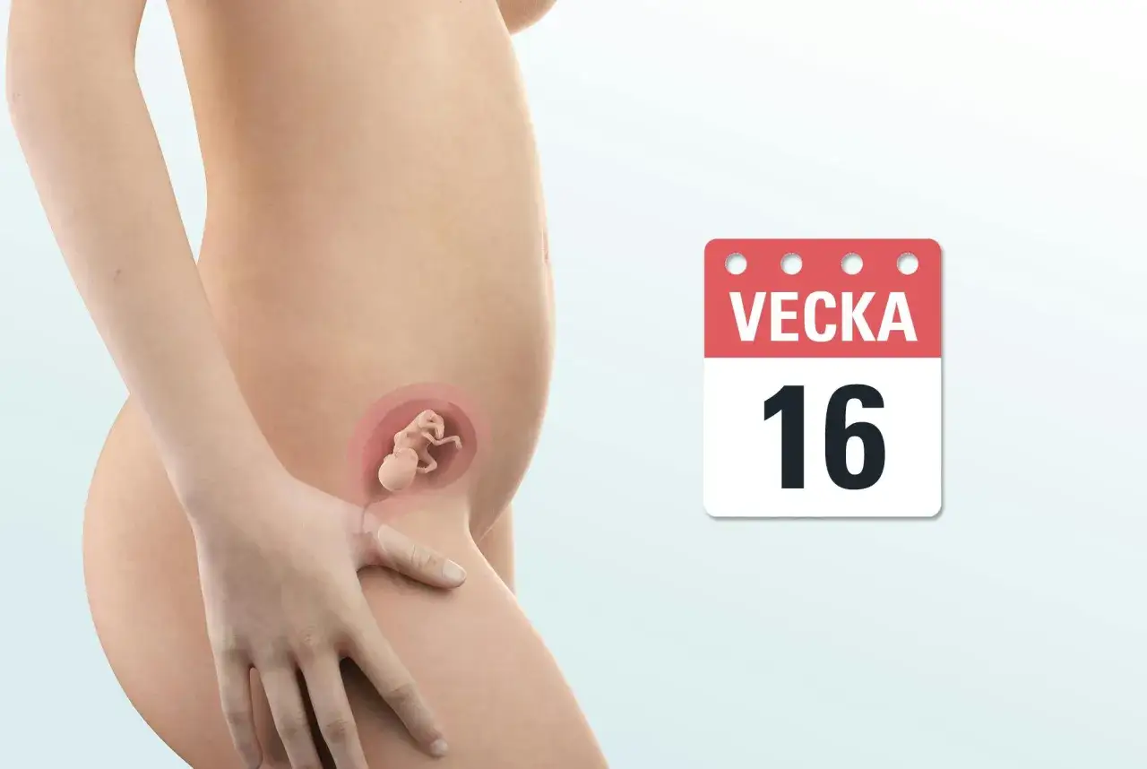 Gravid mage i vecka 16 med en illustration av ett foster inuti.