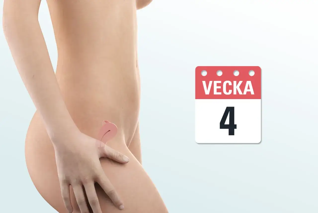 Gravid vecka 4 symptom familjeliv. En illustration visar en kvinnas mage med en liten livmoder. En kalender visar 